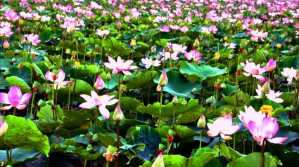 Đồng Tháp: Quyết định 514/QĐ-SXD Công bố Đơn giá nhân công, giá ca máy năm 2023